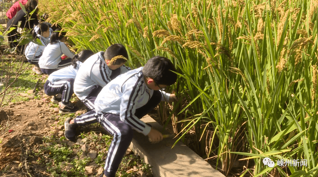 揠苗助长教学反思_揠苗助长教学反思教学后记_揠苗助长教学反思不足之处