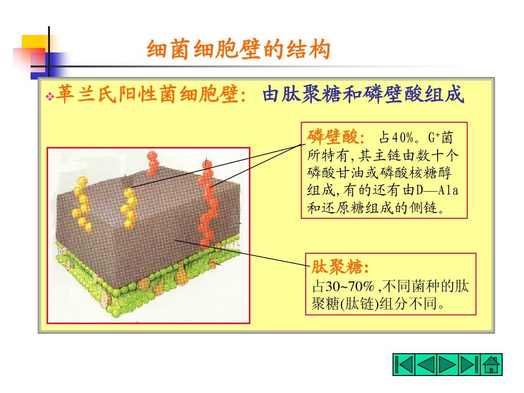 细菌由什么构成_细菌构成细胞的结构特点_细菌构成的生命系统结构层次