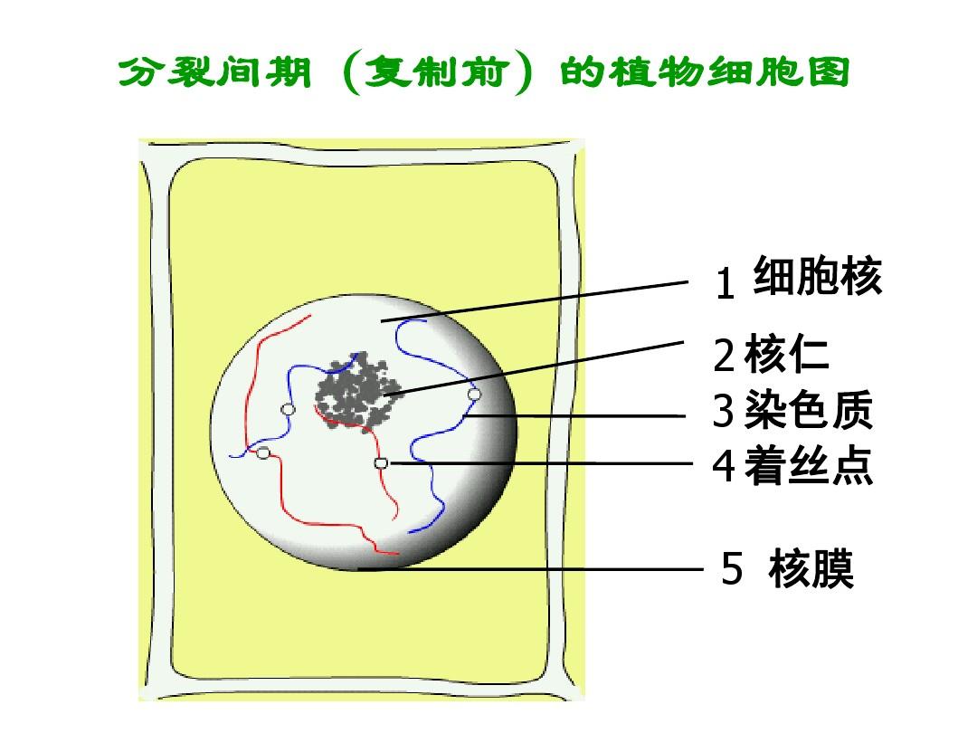 细胞核结构图_细胞核的结构_细胞核结构图手绘