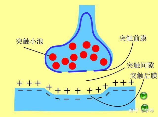 训练大脑的方法_大脑训练方法有哪些_30种大脑训练方法