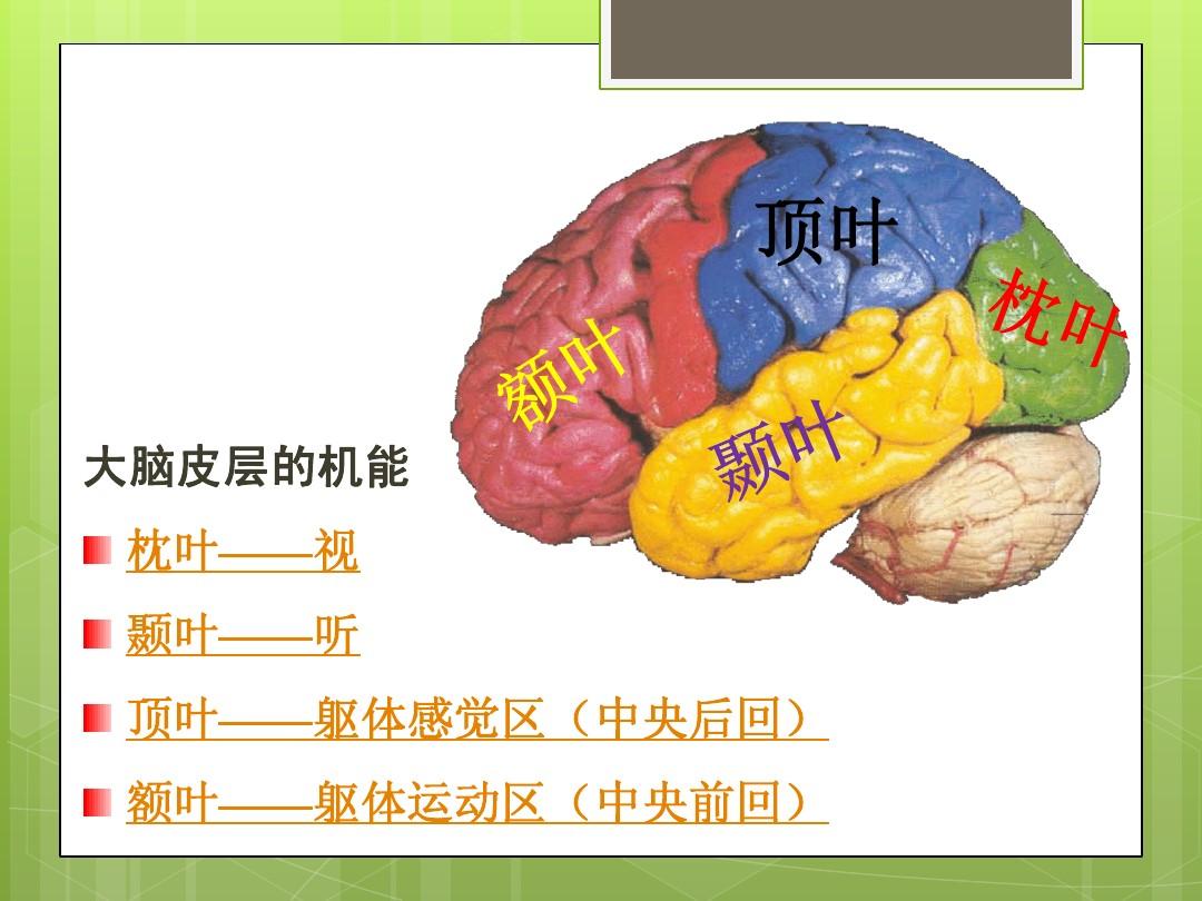 训练大脑的方法_大脑训练方法有哪些_30种大脑训练方法