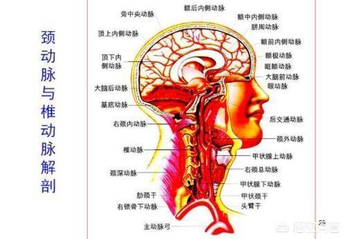 高中生物必修二总结_必修高中生物总结大全_必修高中生物总结图