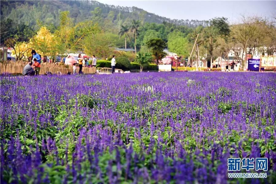 重庆大学2018级校花_重庆大学校花_重庆大学女神