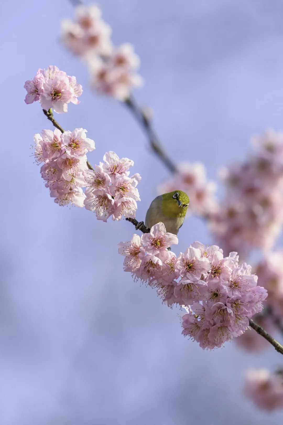 春节英语作文短语_春节英文作文介绍70字_