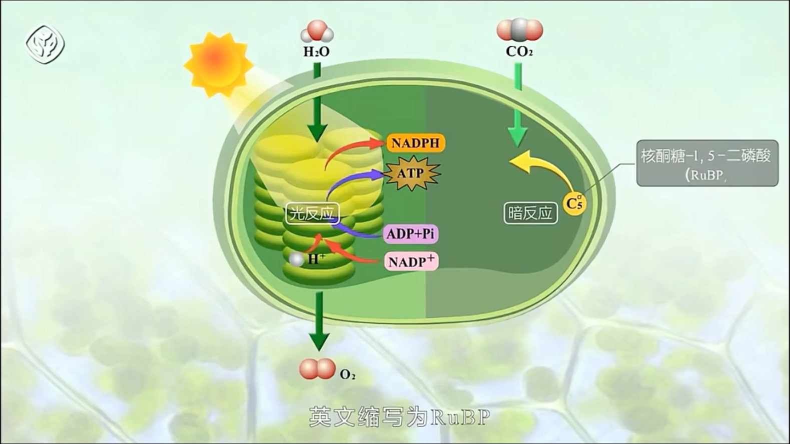 百科的英语是什么_百科词典英语怎么说_